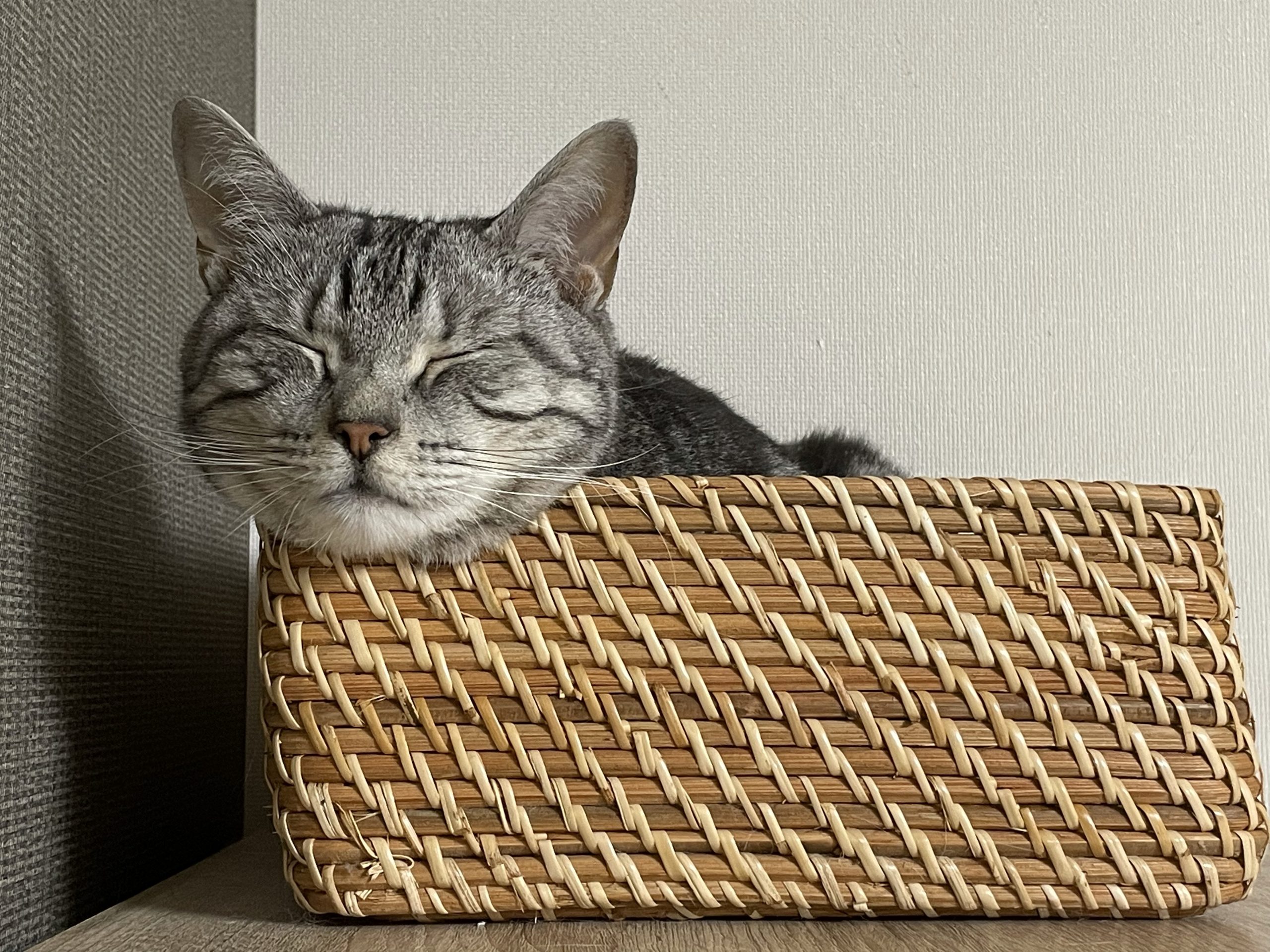 我が家の猫のおやつ事情 J04